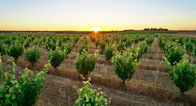 Swinney Vineyards Bush Vines
